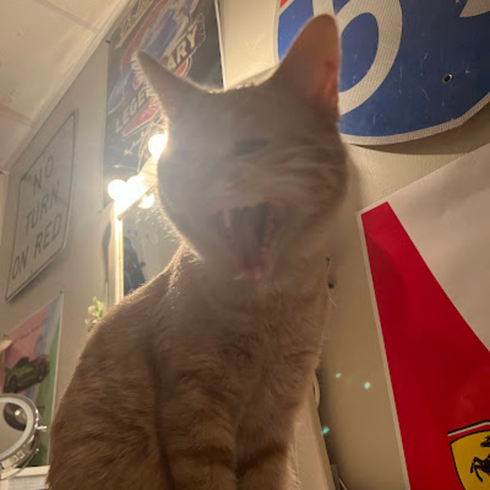 Meet your Posher, Holly